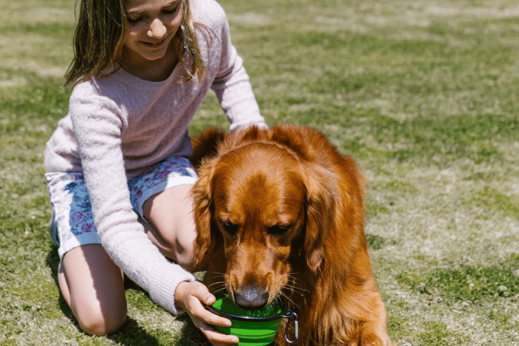 dog, collapsible food and water bowls