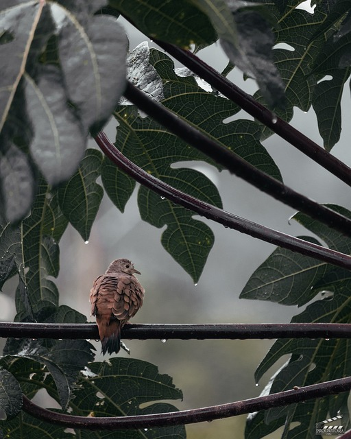 inca dove, bird, birds that start with I