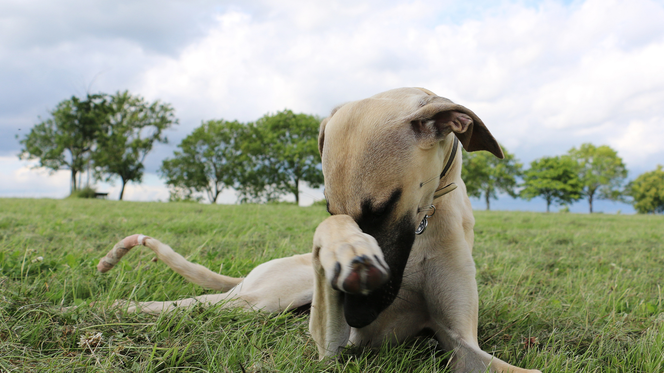 A Sloughi in a field showing an embarrassed face