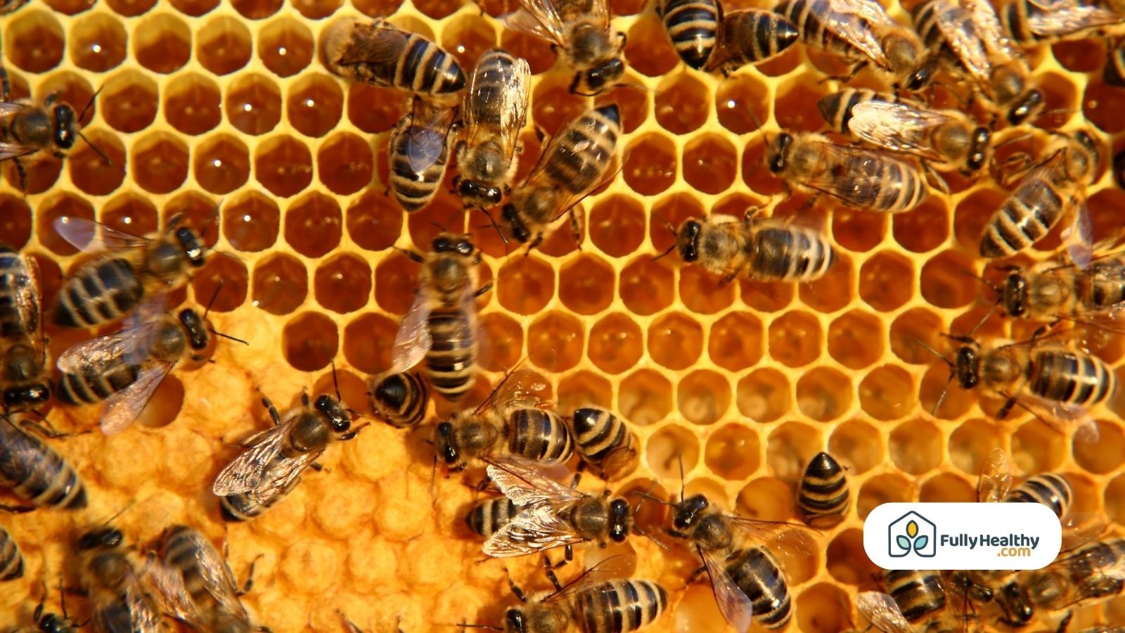 Honey bees working on honeycomb filled with golden raw honey