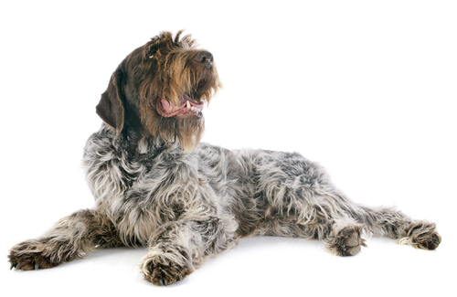 A Wirehaired Pointing Griffon laying and smiling with a white background