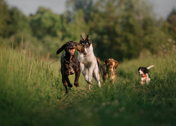 A group of medium dog breeds, including a golden retriever, a labrador retriever, a whippet, a beagle, and a standard poodle