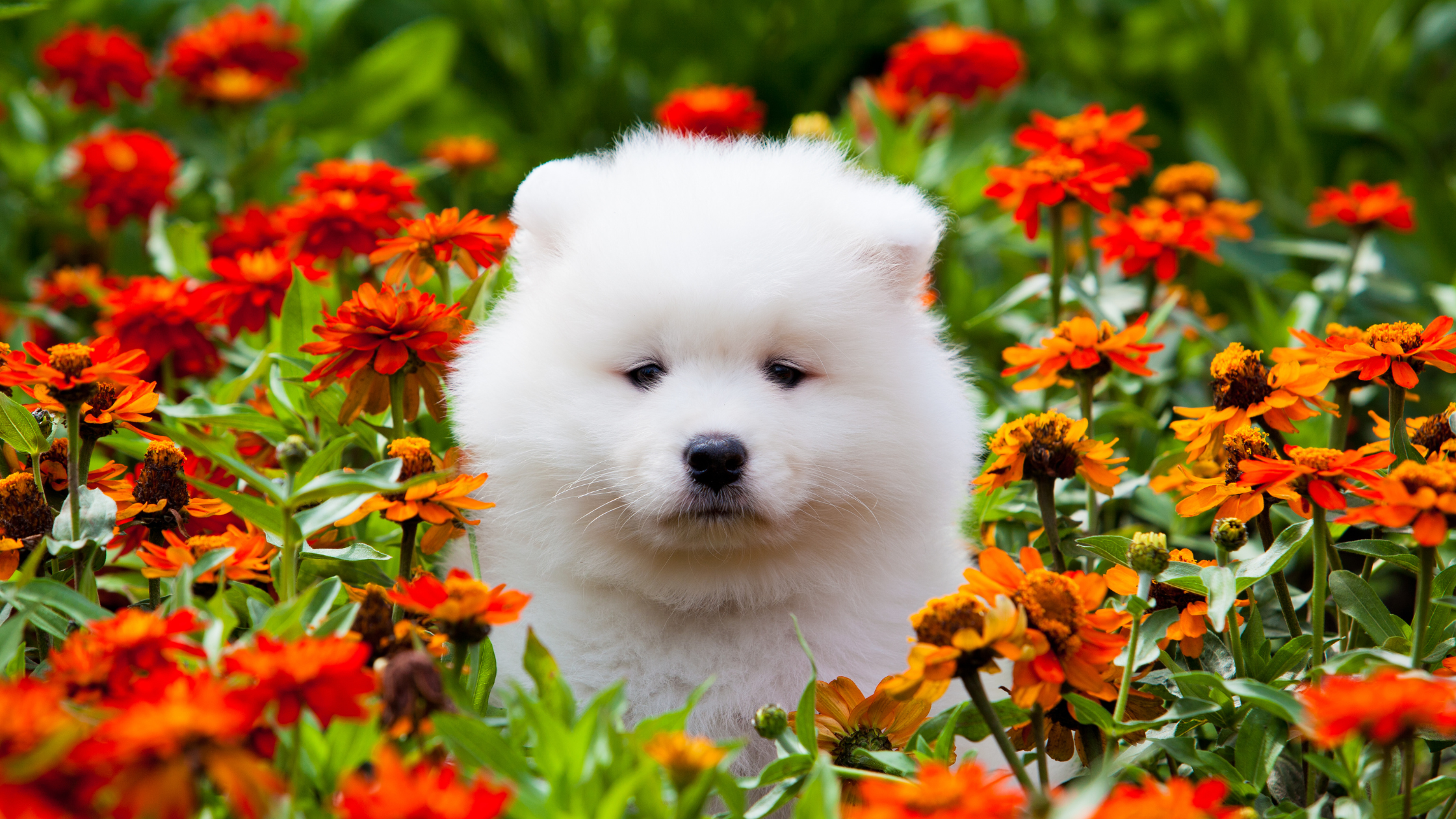 A Samoyed puppy standing in a field of flowers