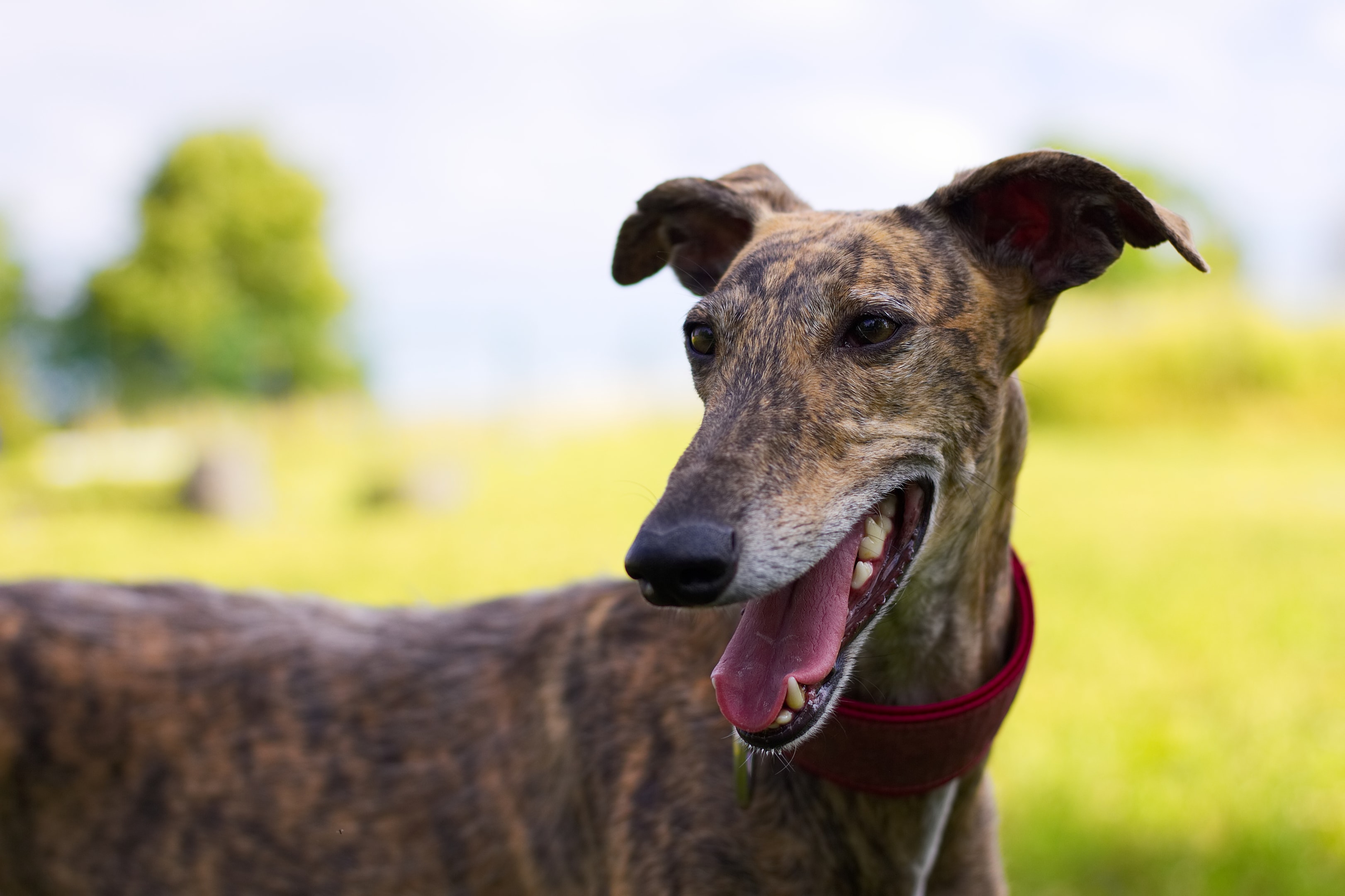 A smiling Spanish Greyhound