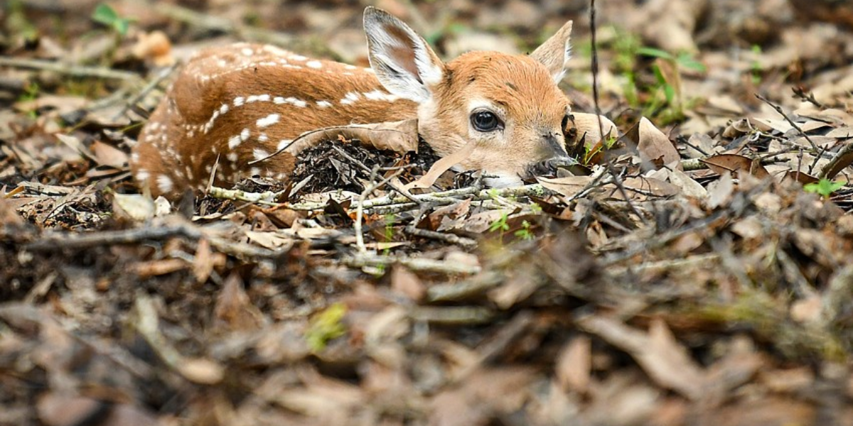 interesting animals in tennessee