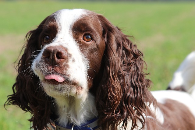 dog, domestic animal, four-legged