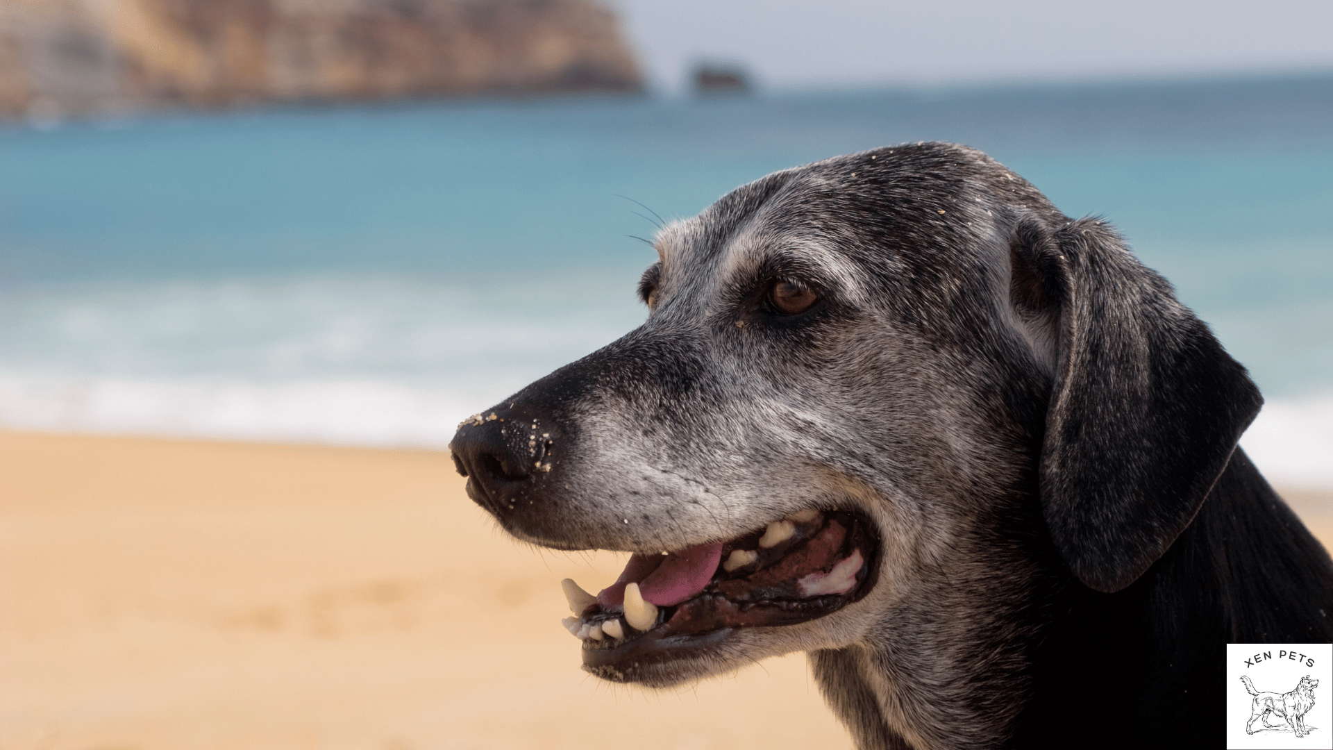 older dog on a beach