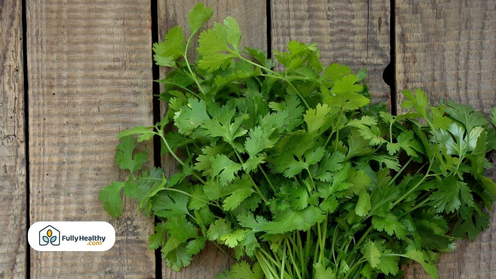 Harvested cilantro leaves on rustic wooden surface with green freshness