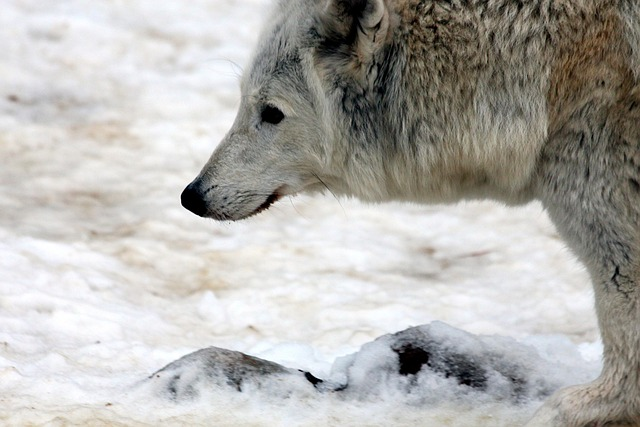 wolf, white wolf, polar wolf