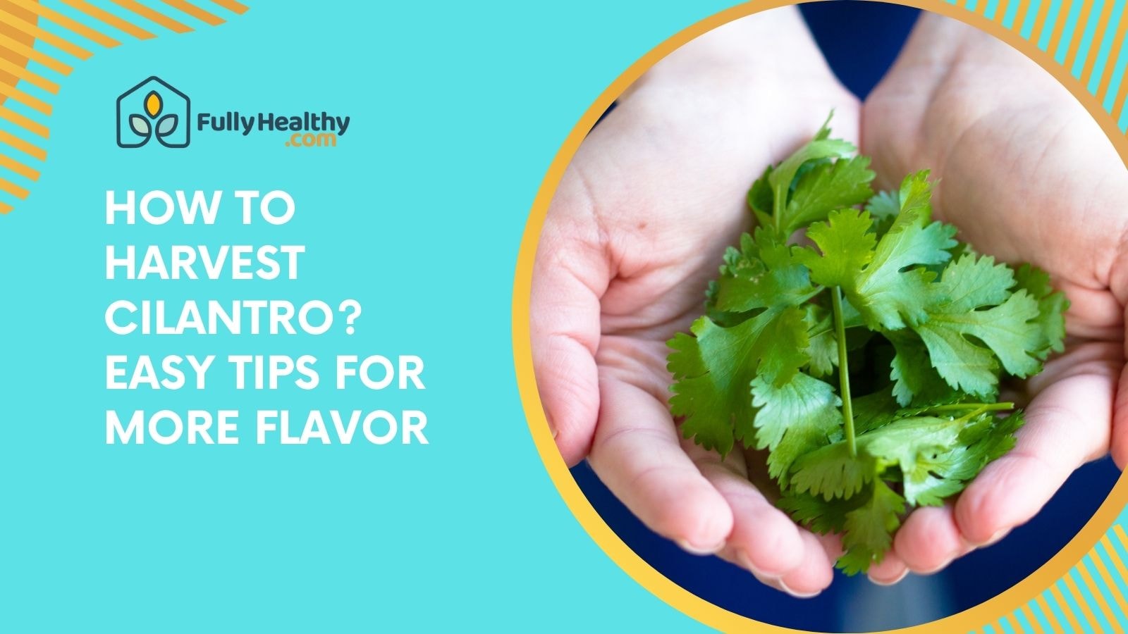 How to Harvest Cilantro? Easy Tips for More Flavor