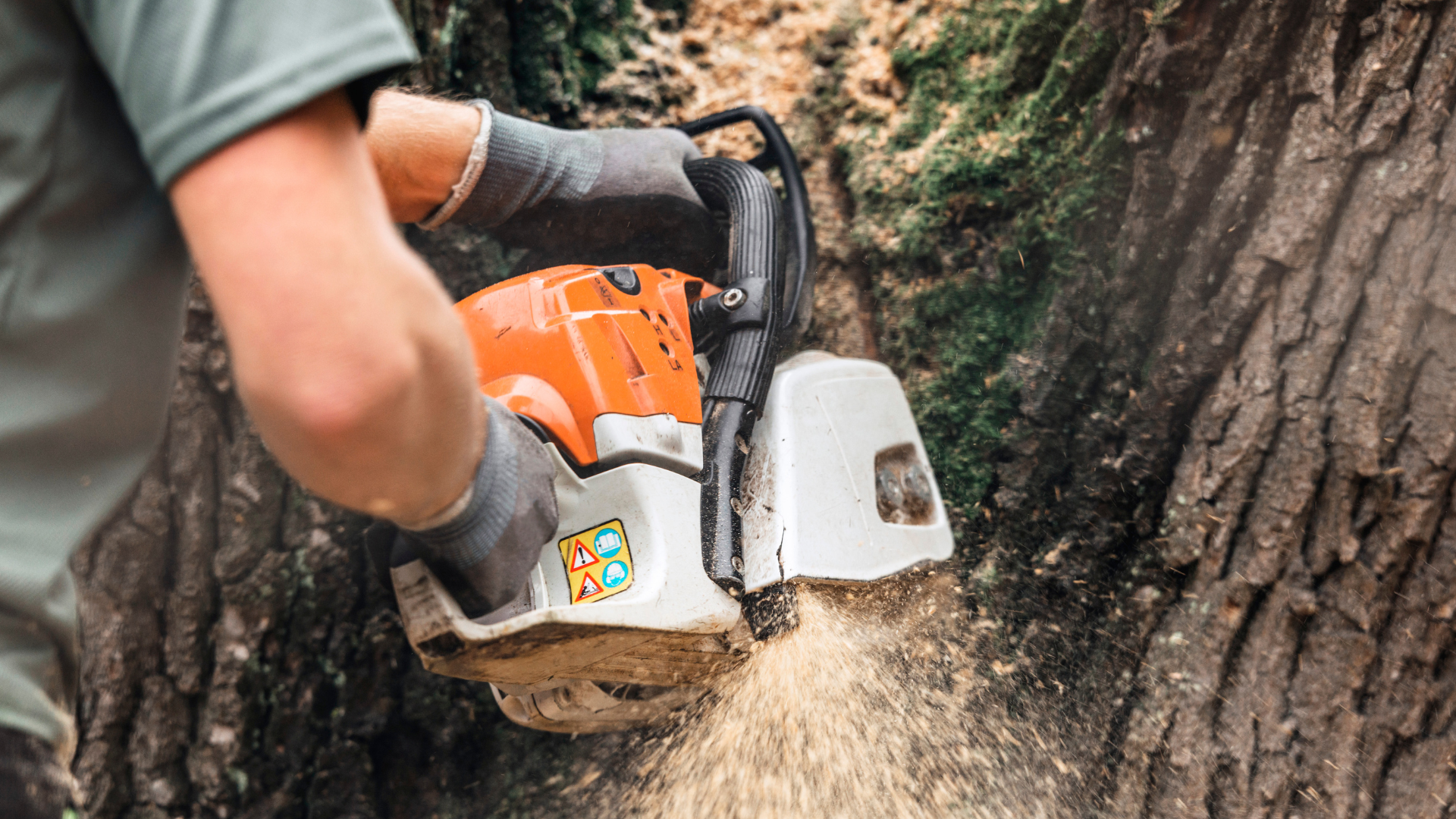 A chainsaw cutting into a tree, like other tree care companies who offer tree branch removal.