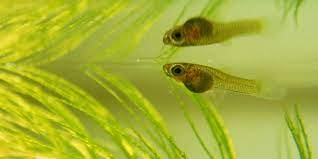 Guppy Fish Growth Stages