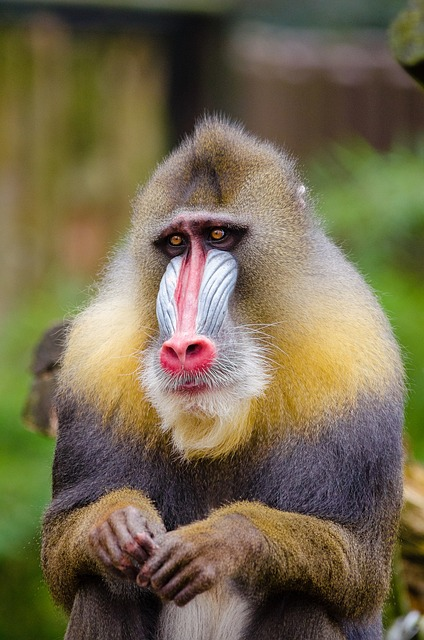 mandrill, sad face, portrait