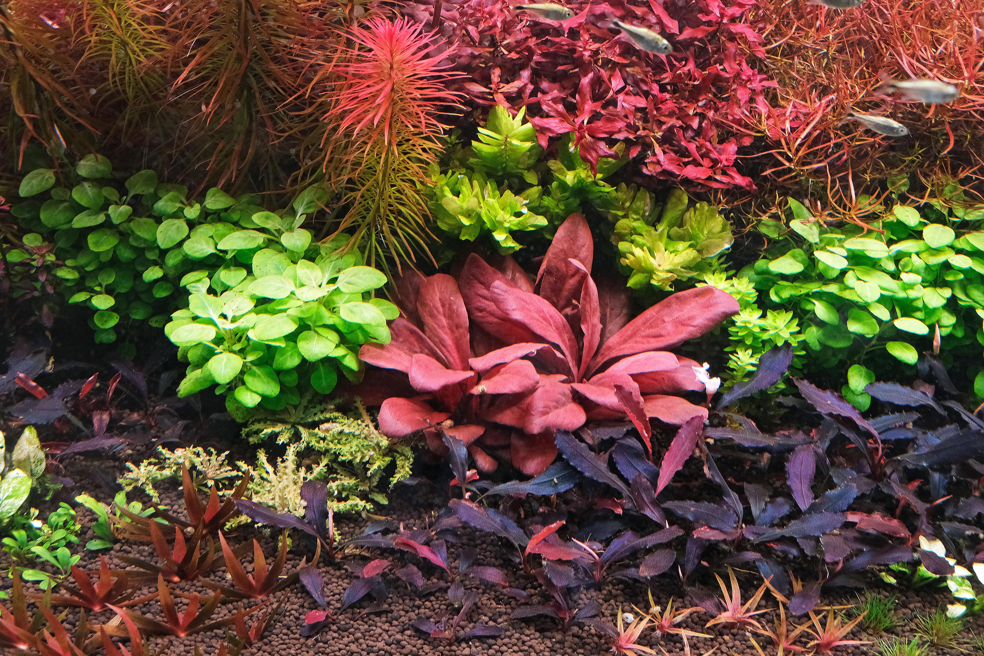 Bucephalandra brownie ghost 2011 used as a foreground plant