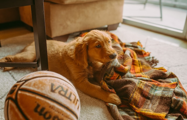 Brown Golden Retriever Puppy With Blanket And Basketball