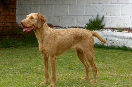 A side view of a healthy Wirehaired Vizsla