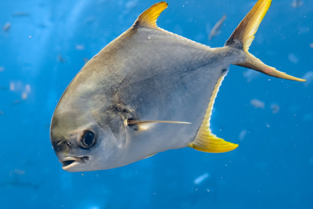 Indian River Lagoon Animals