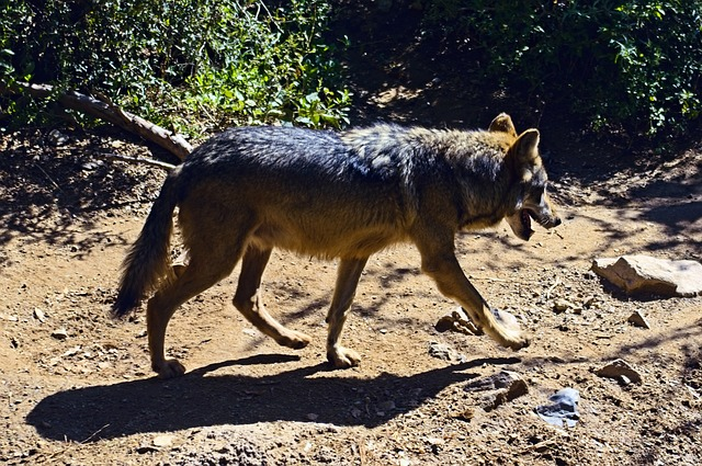 Mexican grey wolf