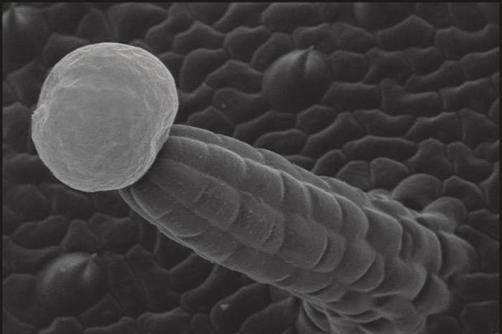 Electron scan of cannabis trichome