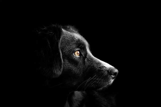 animal, dog, pet