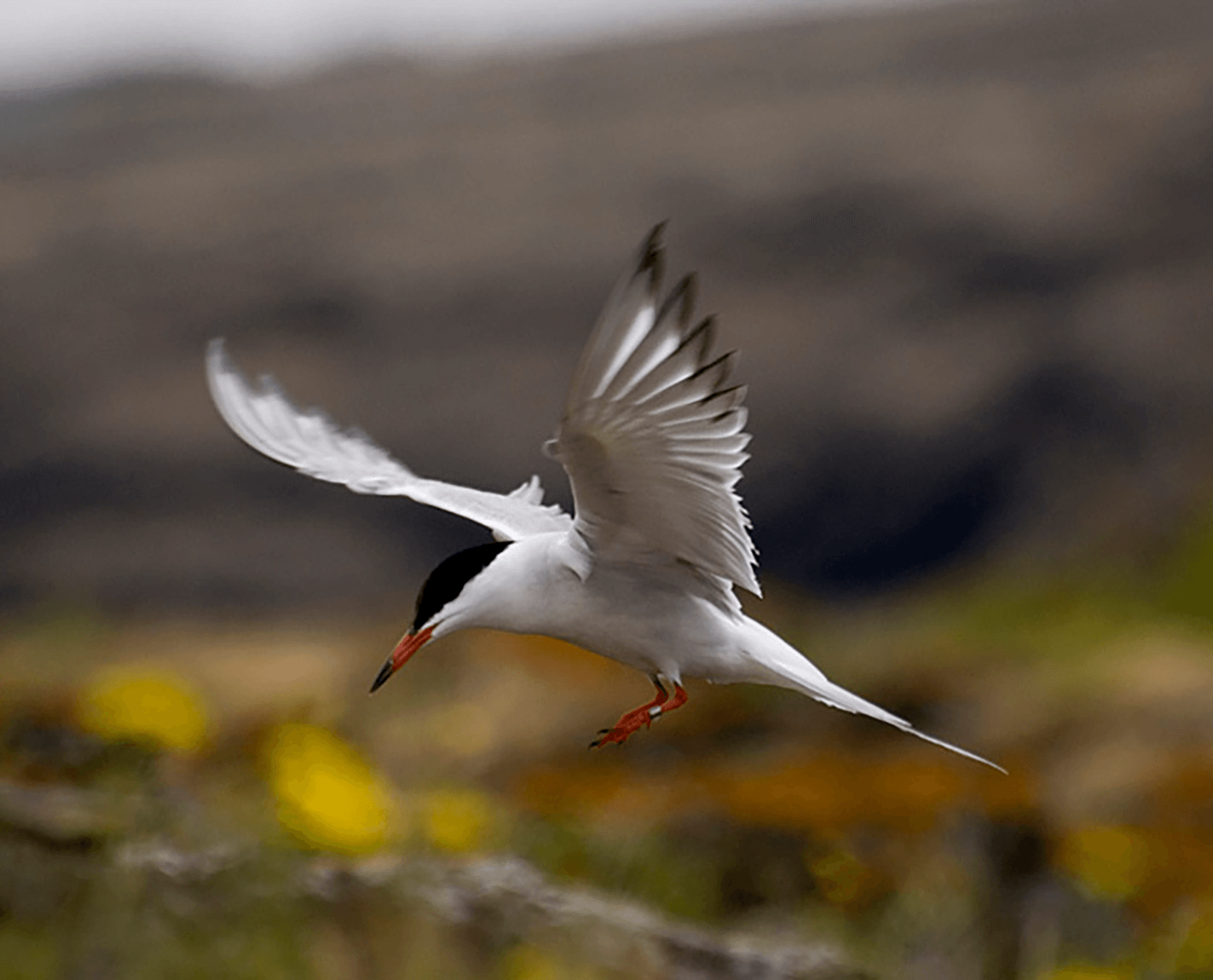 Azores islands are known to be a paradise for bird watchers