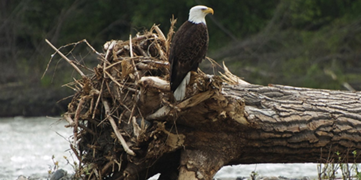 interesting animals in new hampshire