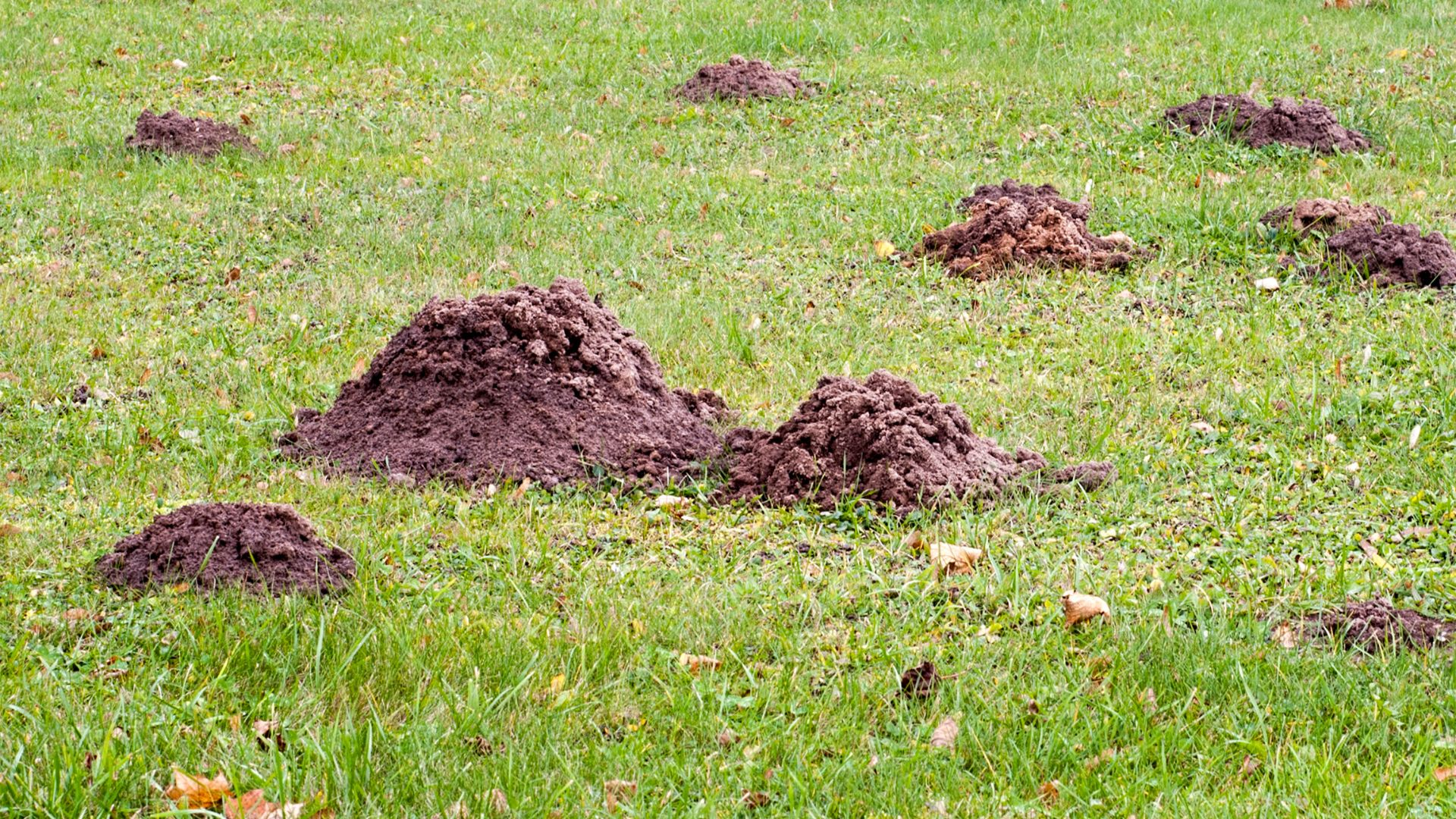 An image of a chunky clumps of dirt around mole tunnels. 