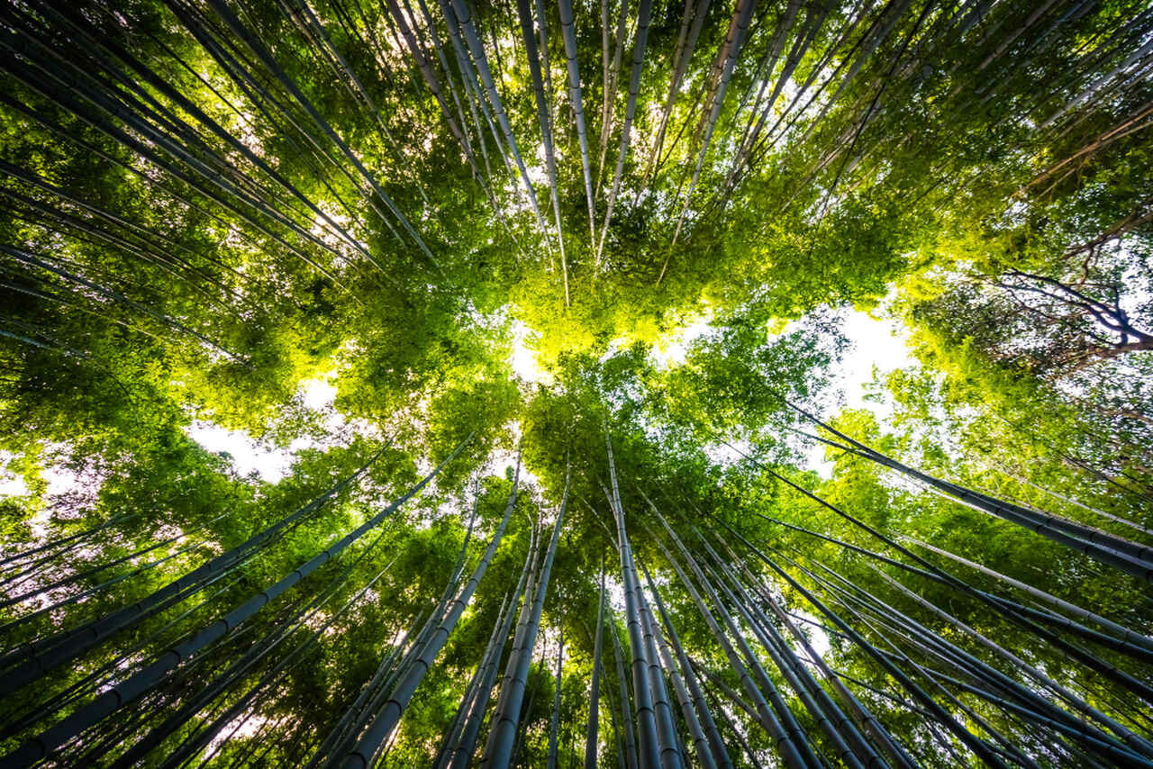 Pojazd z silnikiem benzynowym (w tym LPG) musi być wyprodukowany nie wcześniej niż w 2009 roku. Źródło: https://www.freepik.com/free-photo/beautiful-landscape-bamboo-grove-forest-arashiyama-kyoto_3707168.htm#fromView=search&page=1&position=10&uuid=f9a02db1-238a-43fd-8eea-a361de8bdf4b&query=ekologia 