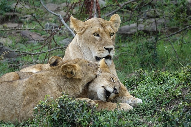 lion, predator, nature, safari, kenya, masai mara lion cub