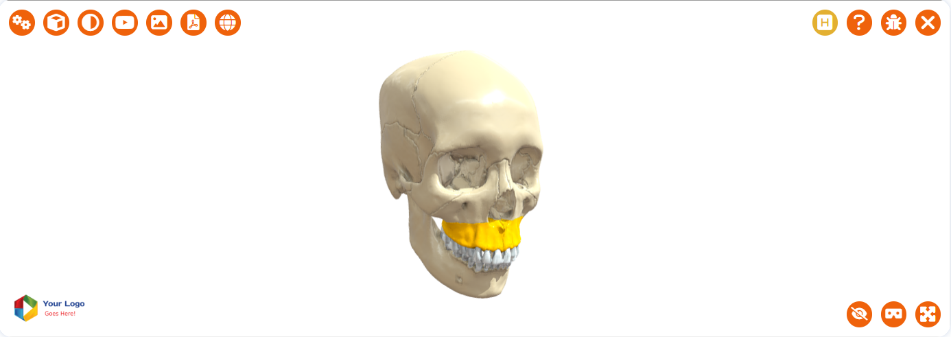 3D anatomy skull model