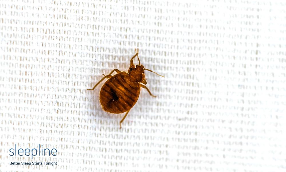 Live bed bug on mattress