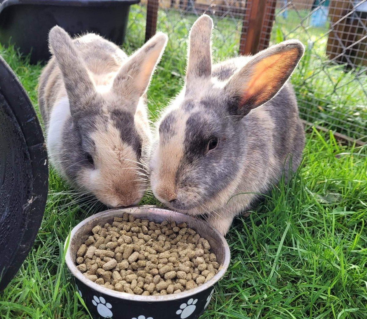 rabbit dumps food, rabbit throws food