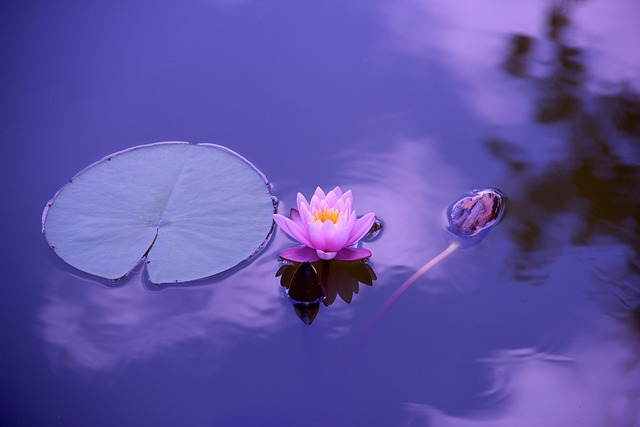 lotus, flower, lily pad