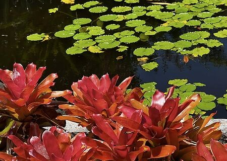 Saint Kitts and Nevis' diverse range of fauna, Botanical Garden at Nevis, St Kitts