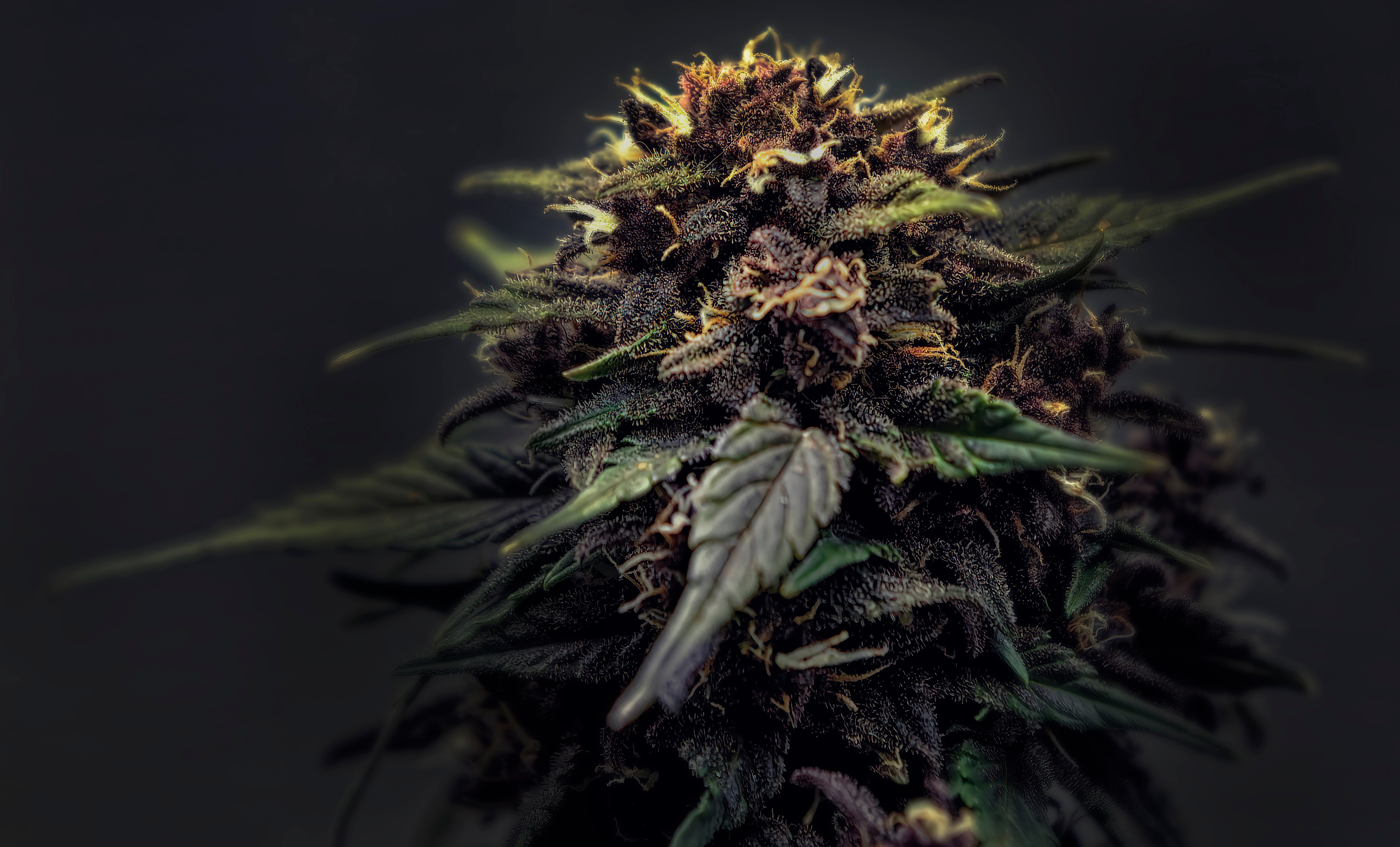 Hemp flower has many compounds to help make things from a THC P disposable vape pen, to an HHC P disposable vape, other CBD products and HHC P products. And it's all from hemp.