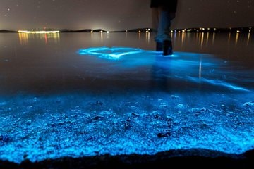 Bioluminescence Phenomenon