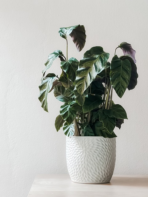 houseplant, potted plant, decor