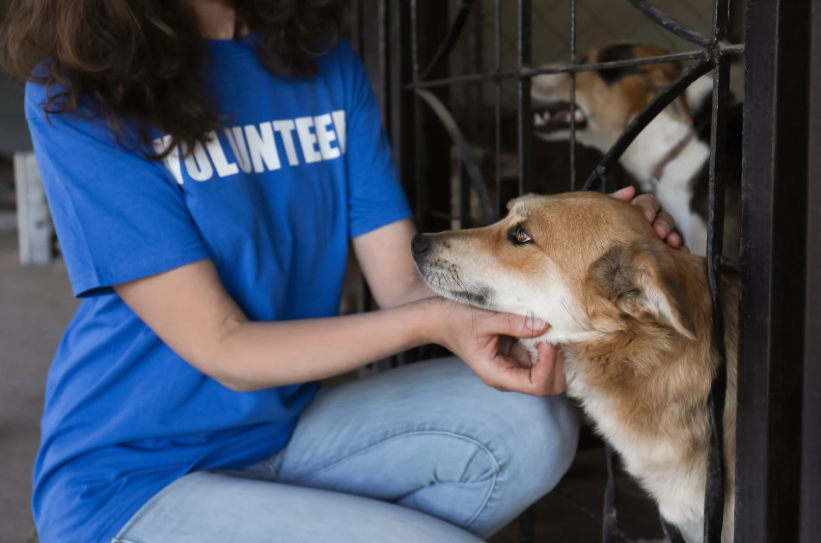 best animal charities to donate to