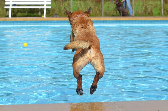 dog, outdoor pool, dog in the water