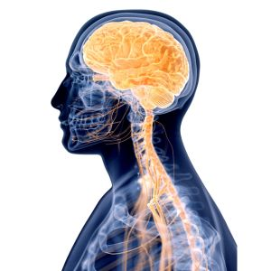 chiropractic adjustment and spinal manipulation for improving function of nervous system
