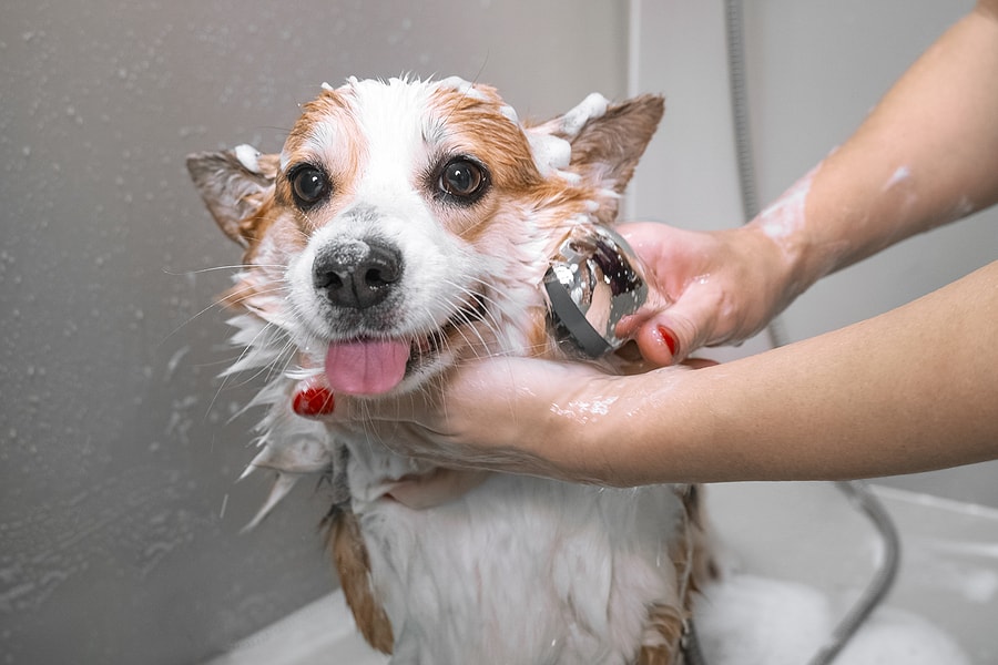 How Often Should I Bathe My Dog