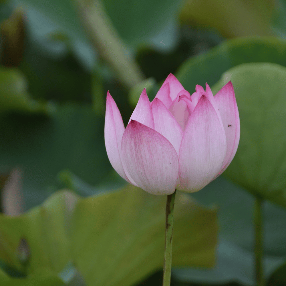 A picture of blue lotus