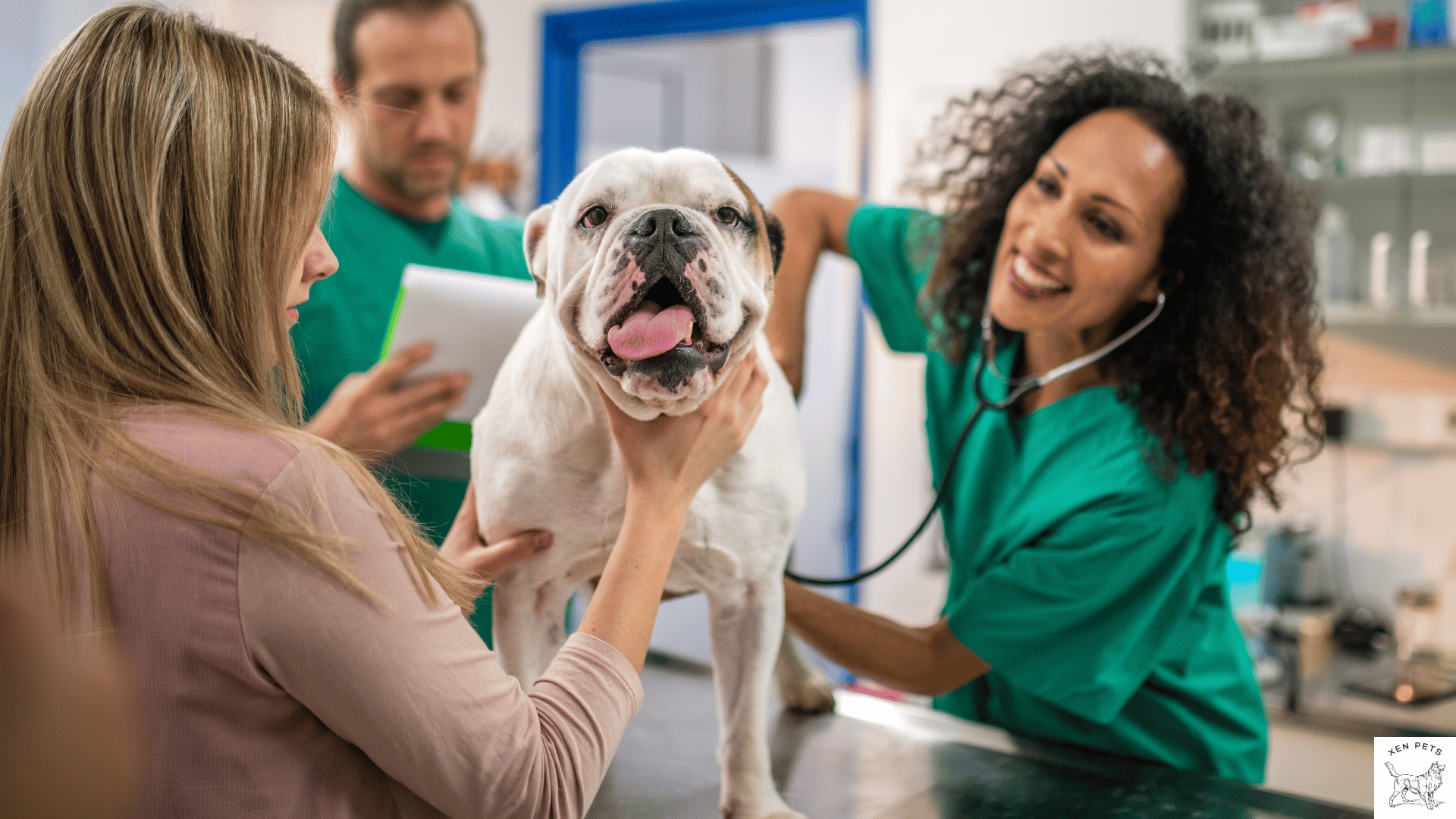 veterinarian examining a dog