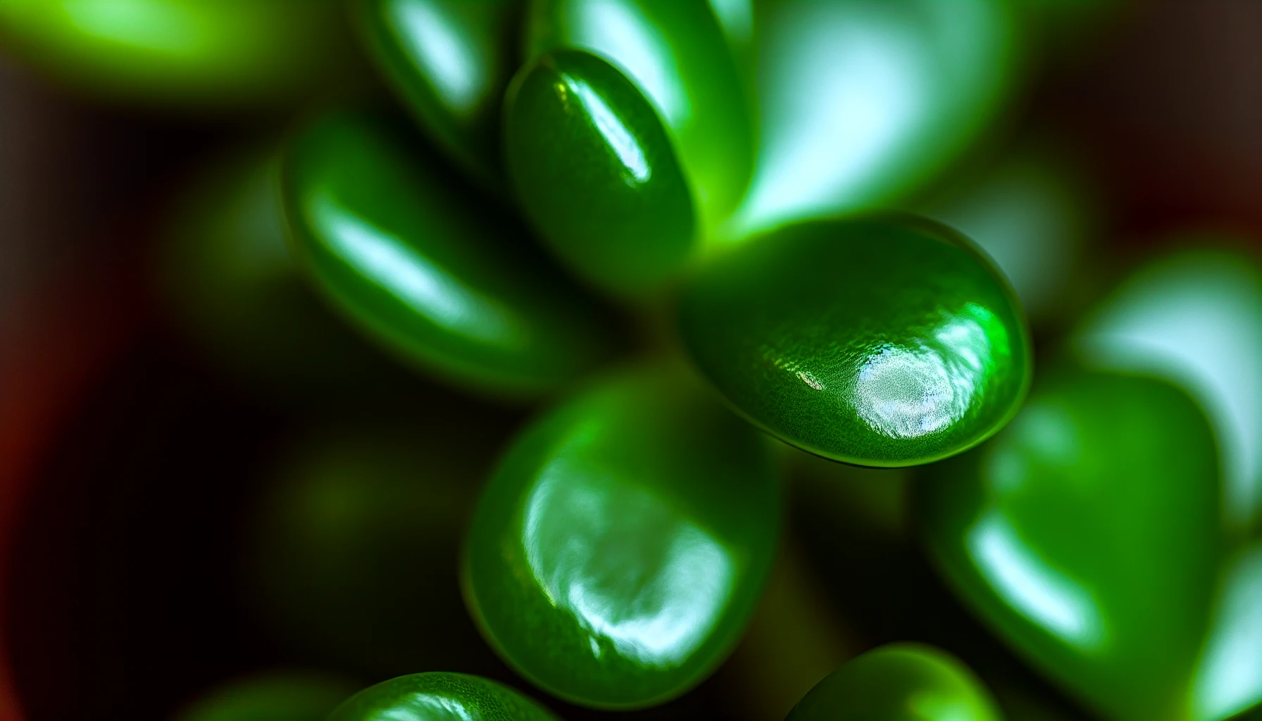 Close-up photo of Jade Plant leaves