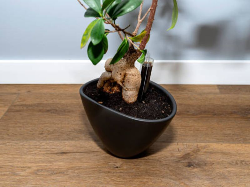 The role of fertilizers in bonsai care