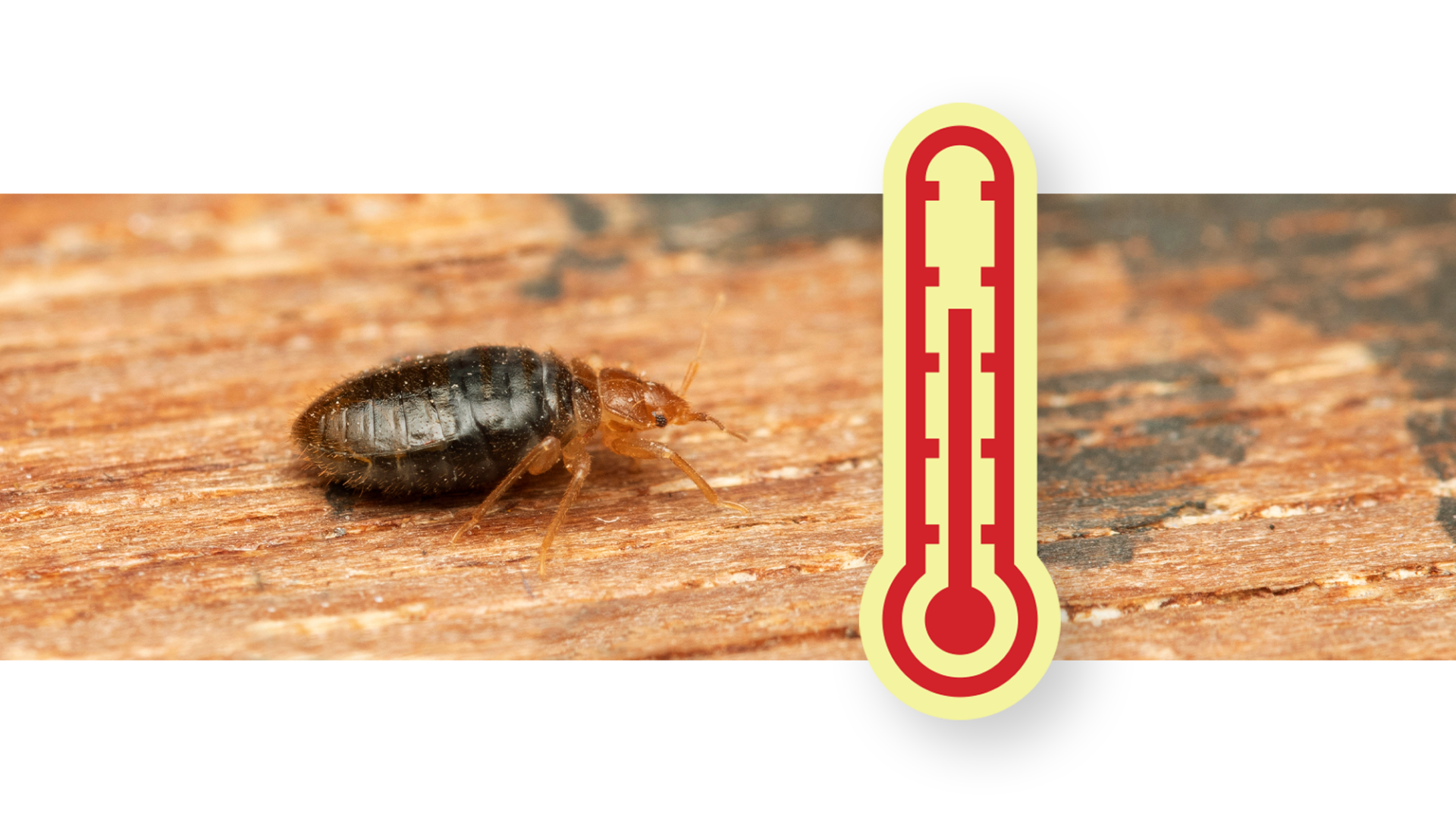 Mastering Bed Bug Dodging Safeguarding Your Home When Buying Used Furniture