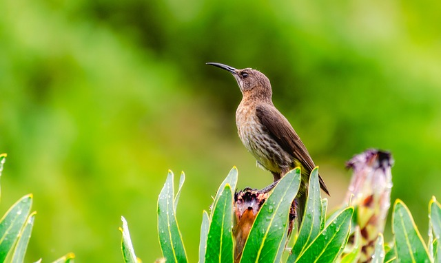 nectar feeding birds