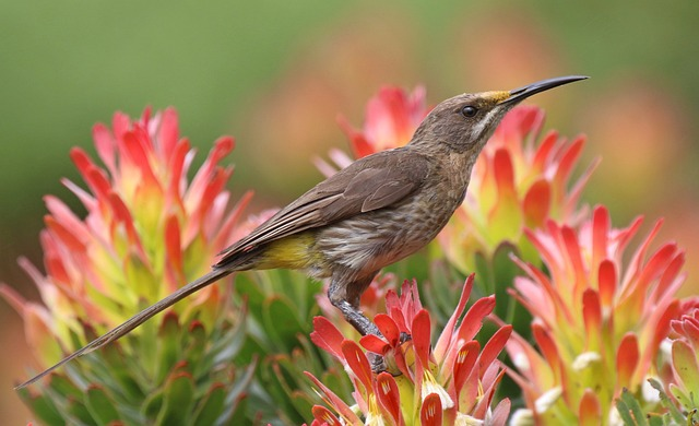 sugarbird, sugarbushes, bird, protea cynaroides, protea beetles, protea exima, genus protea, long leaf sugarbush