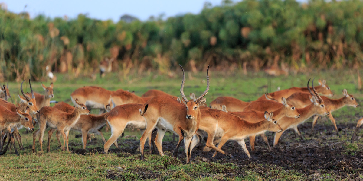 interesting animals in zambia