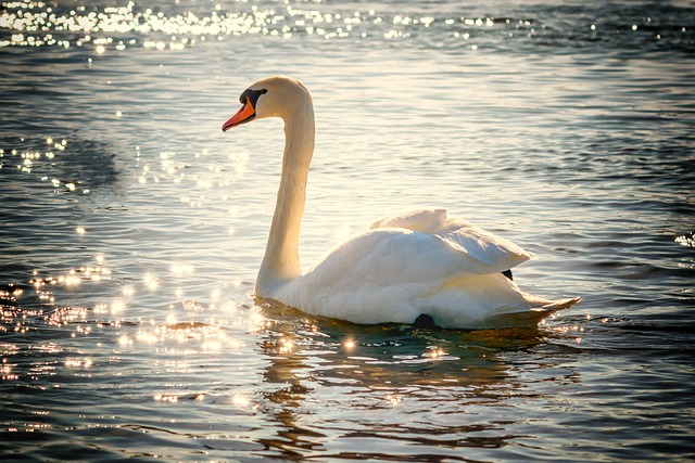 swan, water, bird